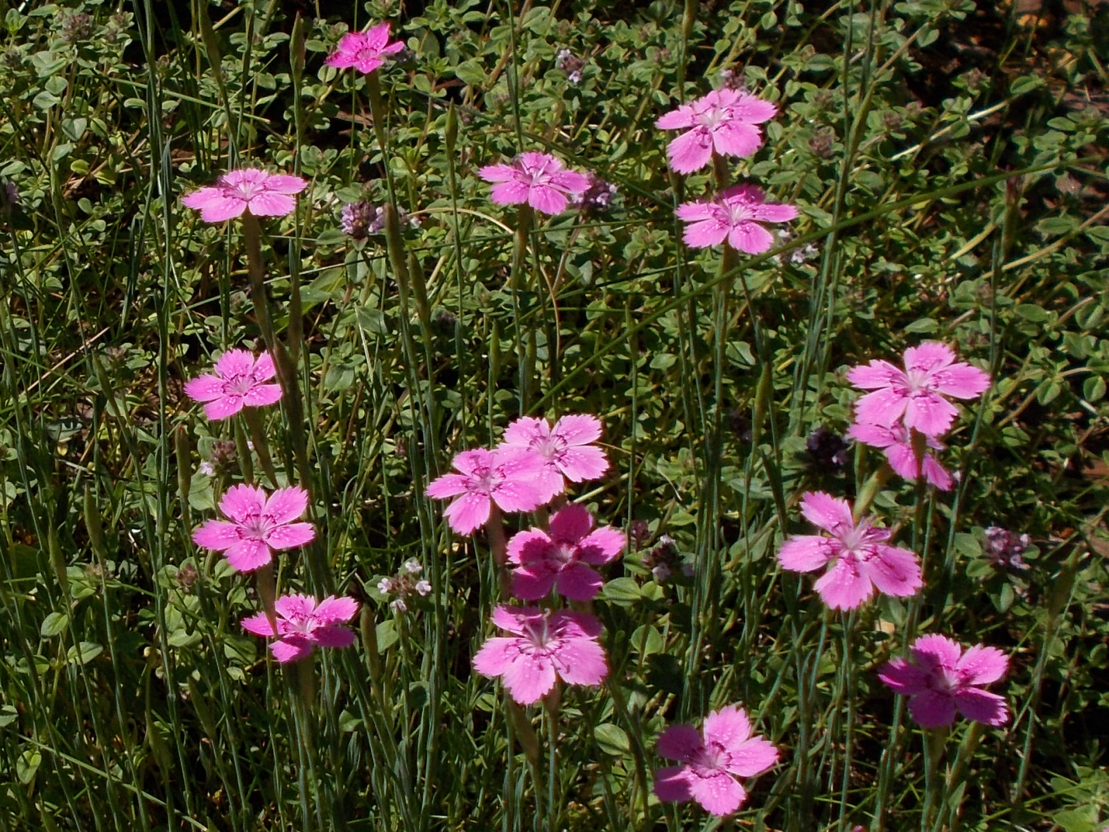 RSCN3035